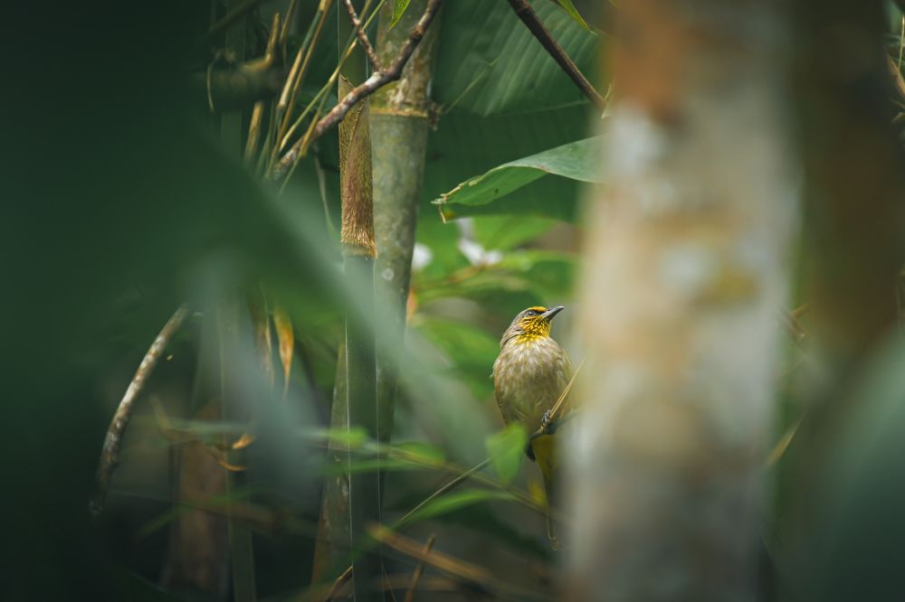 Photograph by Livines Annamalai