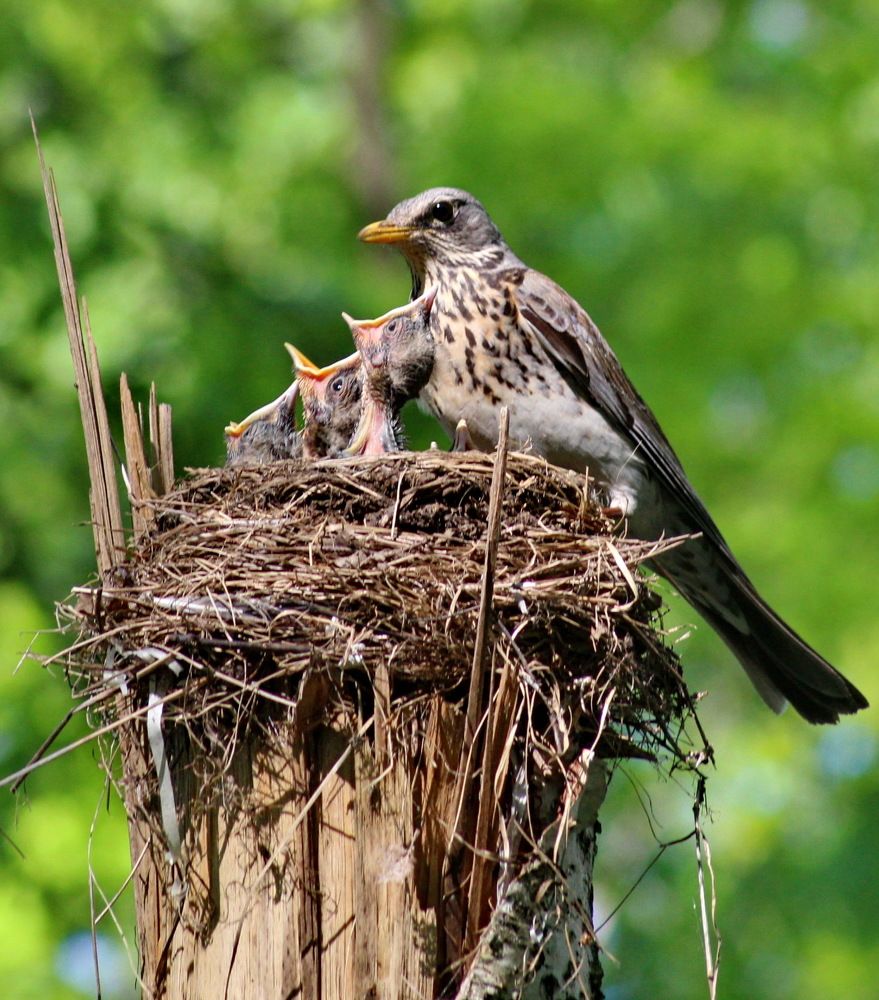 Photograph by Николай Николаевич Леухин