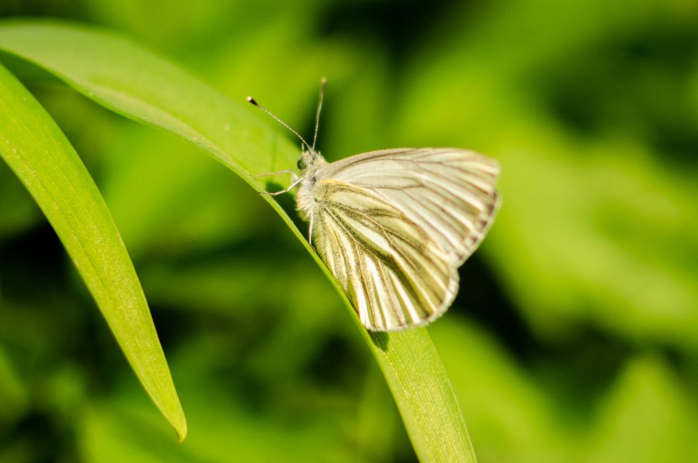 Photograph by Артём Шестаков