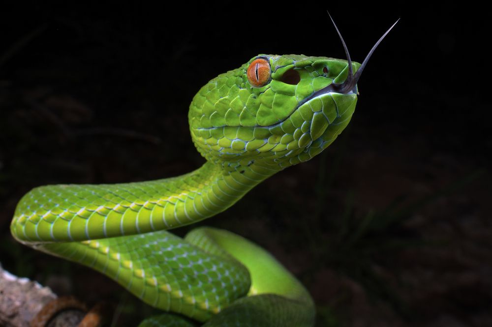 Photograph by Anson AS