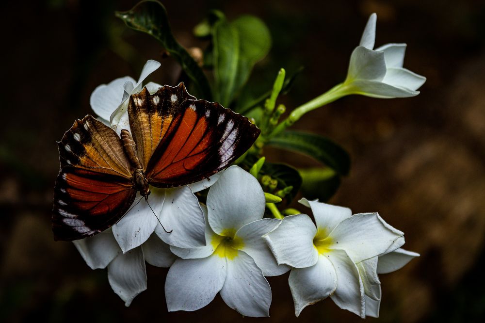 Photograph by Selvakumar Rinoshan