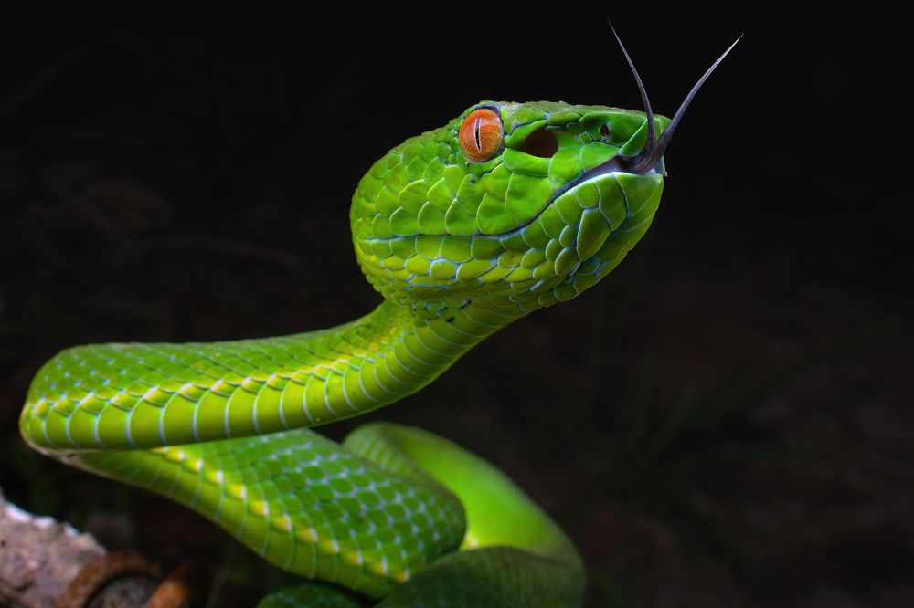 Photograph by Anson AS