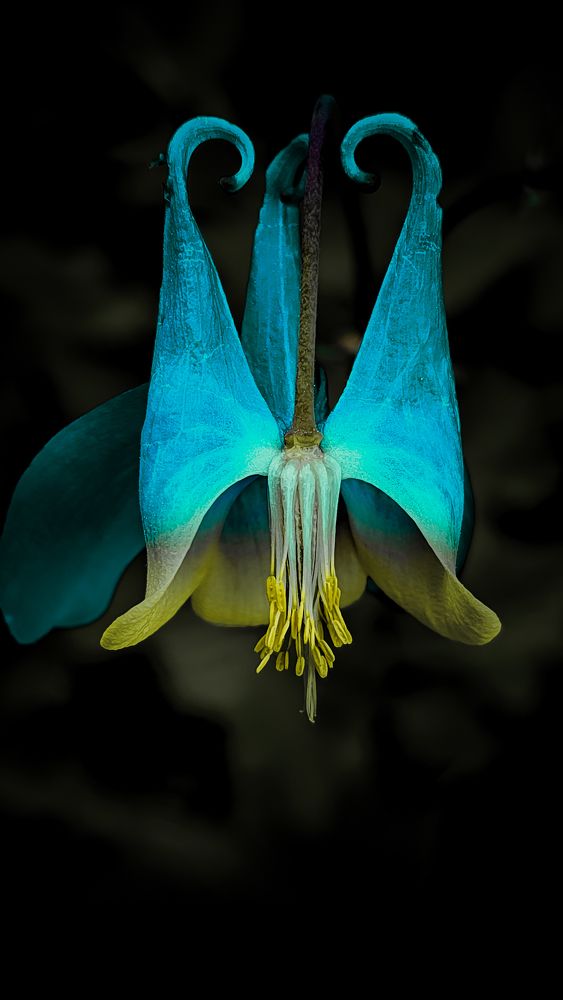 Лесной цветок