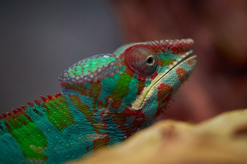 Photograph by Руфат Лажанский