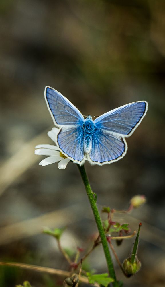 Photograph by Sherko Bahmani