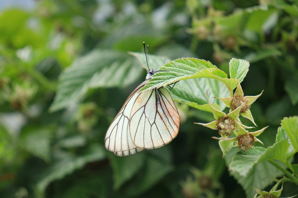 Photograph by Надежда Ключкина