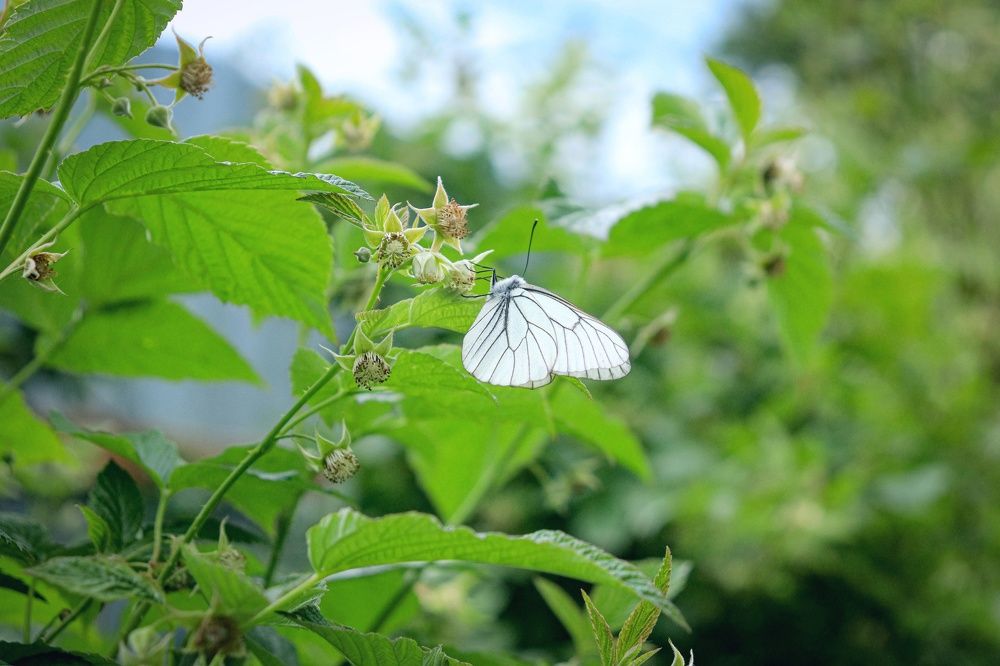 Photograph by Надежда Ключкина