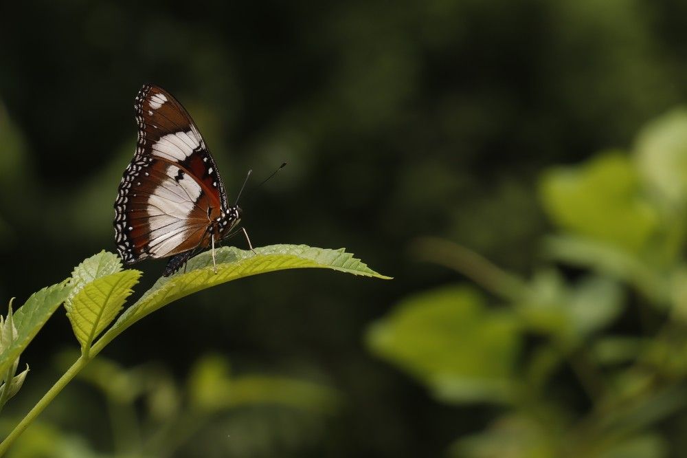 Photograph by Shrvan Mandal