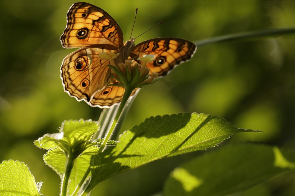 Photograph by Shrvan Mandal