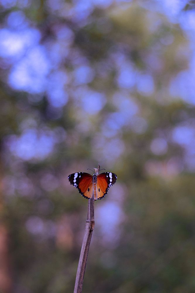 Photograph by Shrvan Mandal