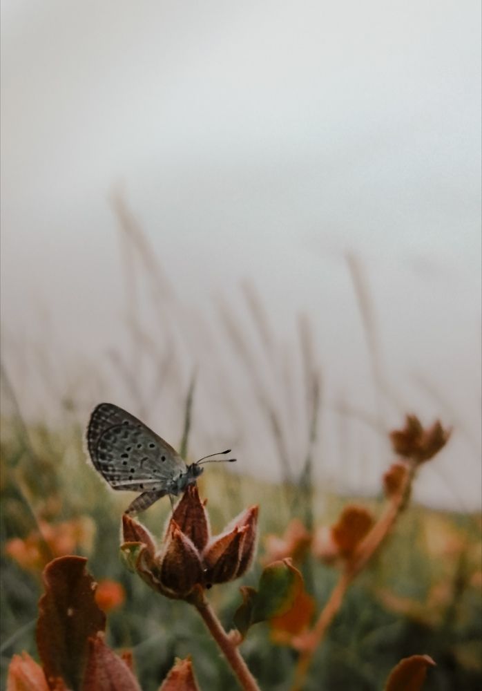 Photograph by Muhammed Salih Vp