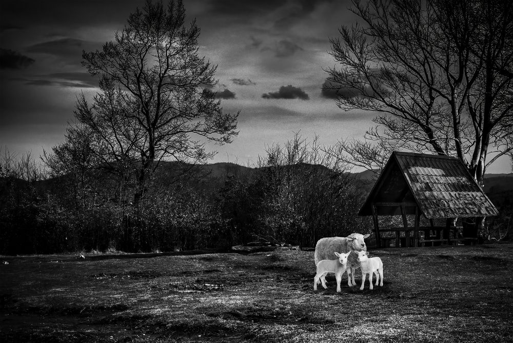 Фотография автора Damir B.