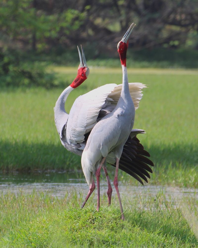 Serenading Sarus Cranes