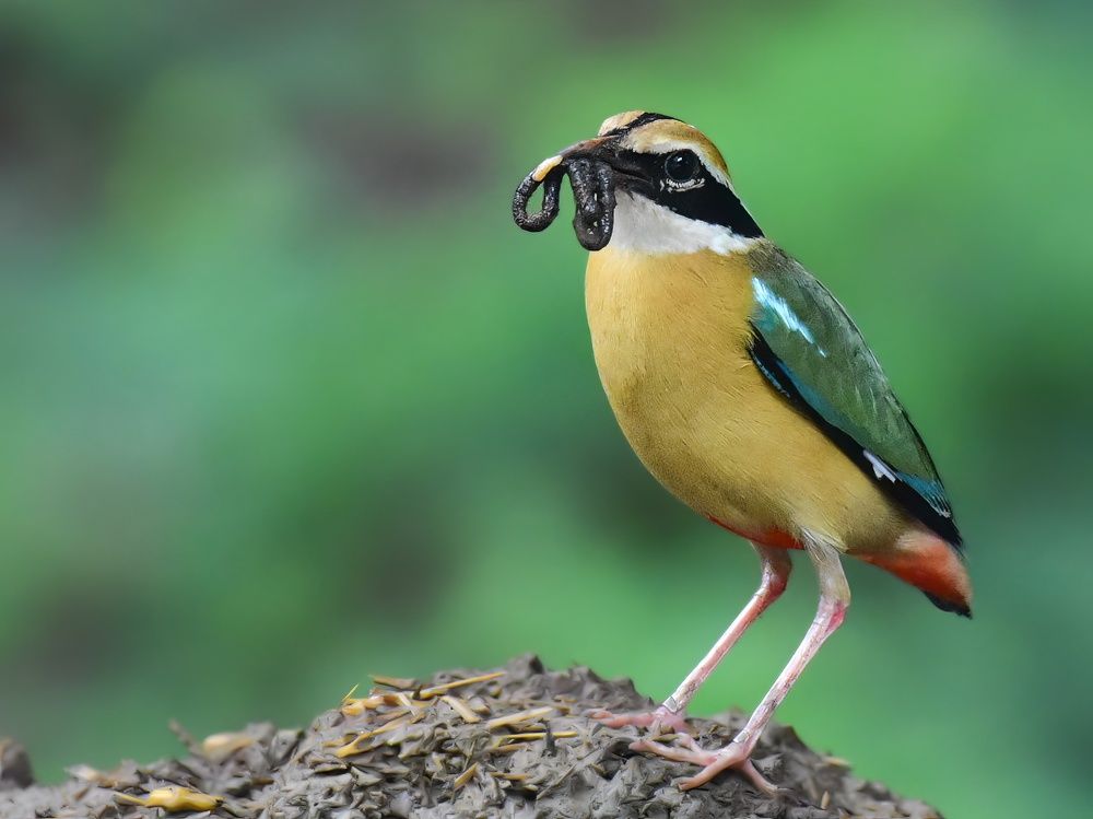 Photograph by Navjot Singh