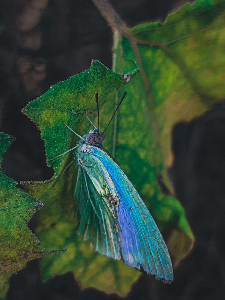 Photograph by HImanshu