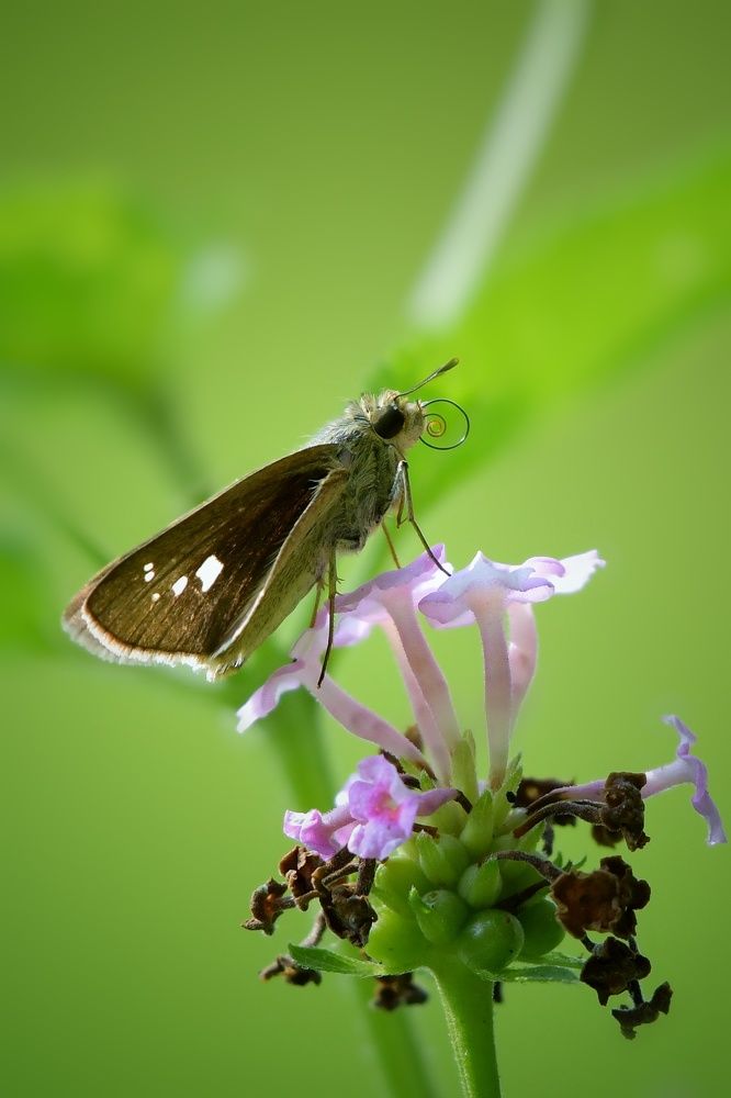 Photograph by Somnath Acharyya