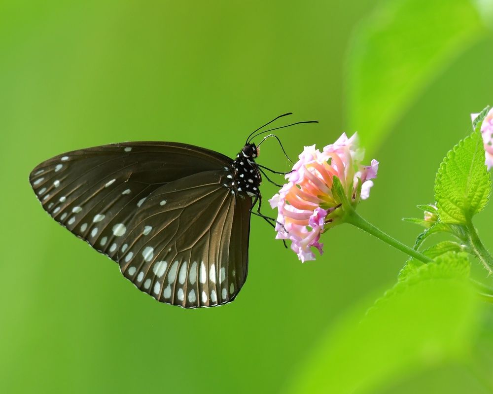 Photograph by Somnath Acharyya