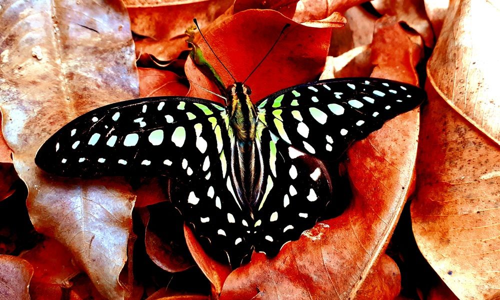 Tailed Jay: Graphium Agamemnon  (Female)