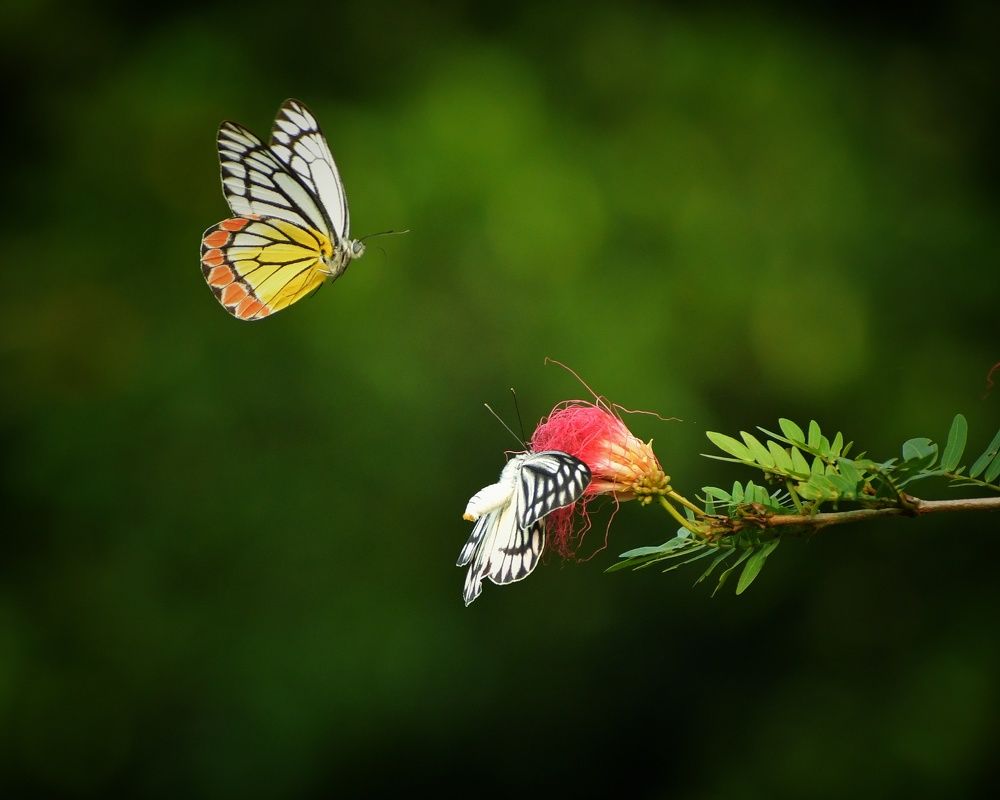 Photograph by Somnath Acharyya