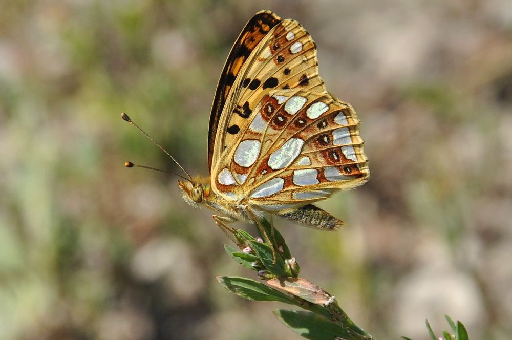 Photograph by Александр Штифман