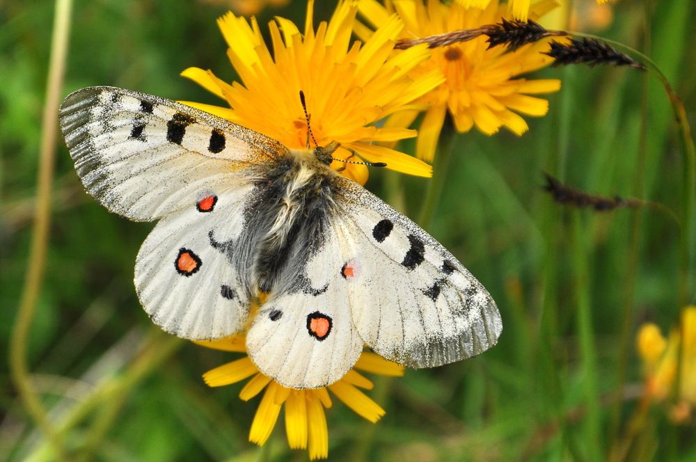 Photograph by Александр Штифман