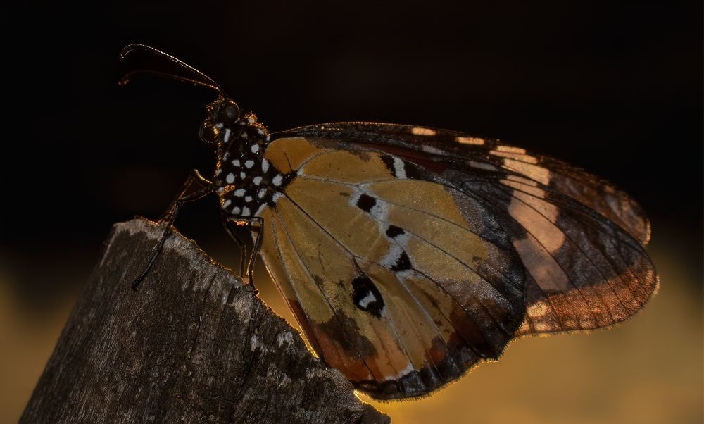 Фотография автора David Botha