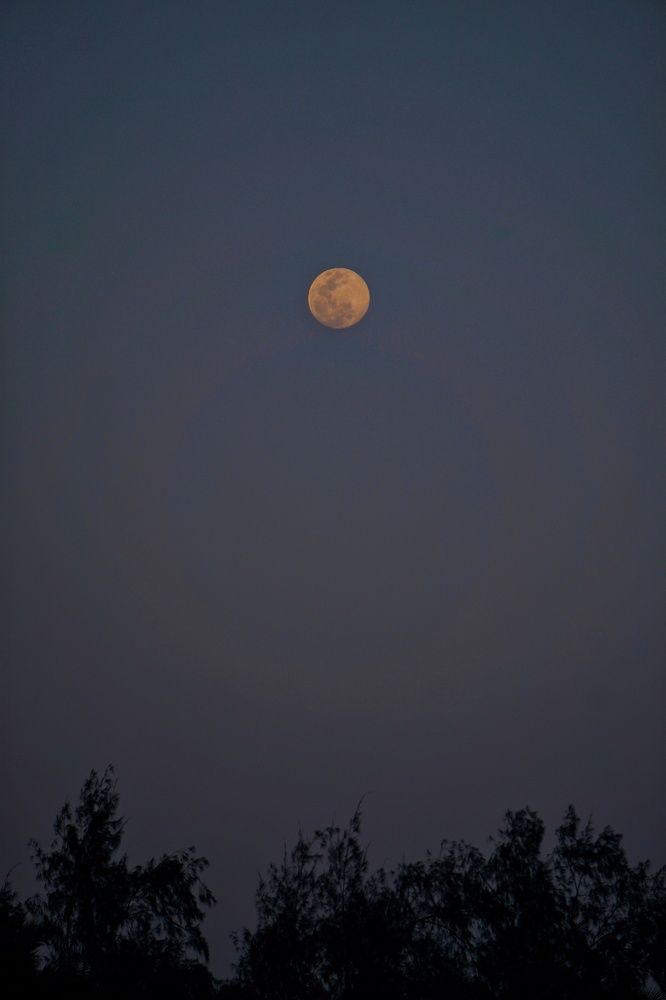 Фотография автора Pavitra Shettigar