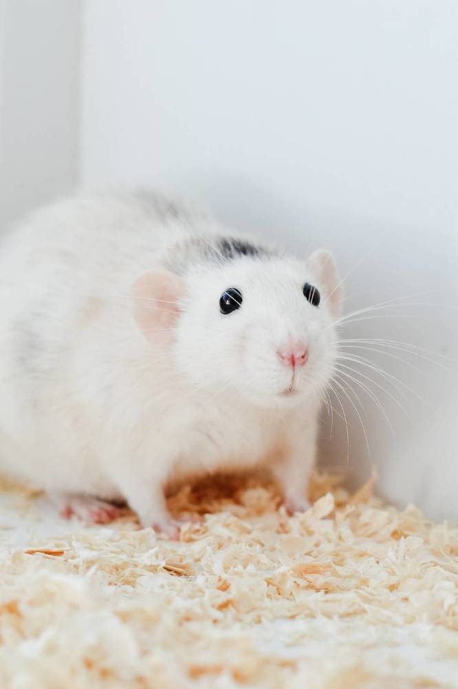 Моня и Лоли