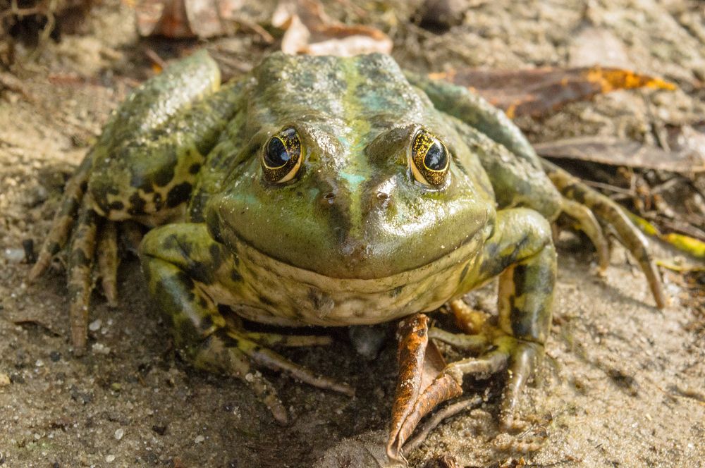 Photograph by Светлана Мельник