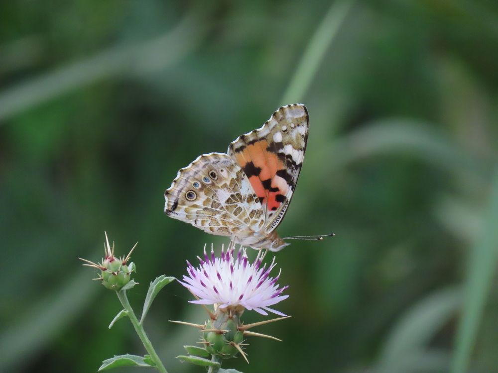 Photograph by mahboube moradalizade