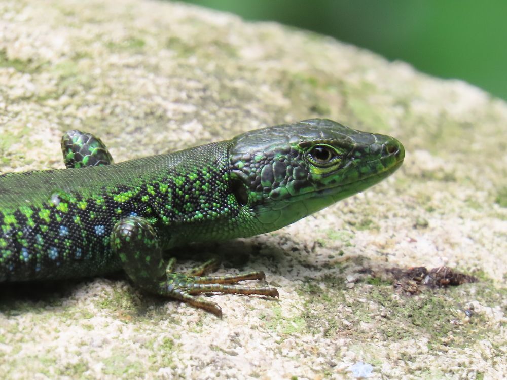 Photograph by mahboube moradalizade