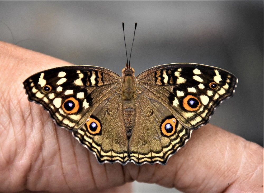 Photograph by Kushal Sharma