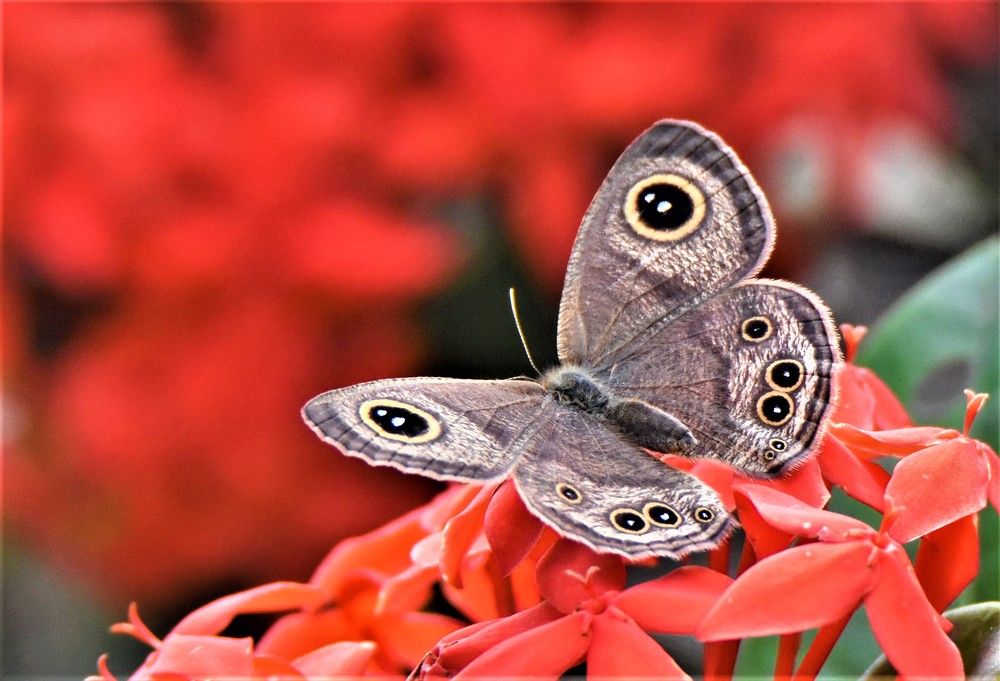 Фотография автора Kushal Sharma