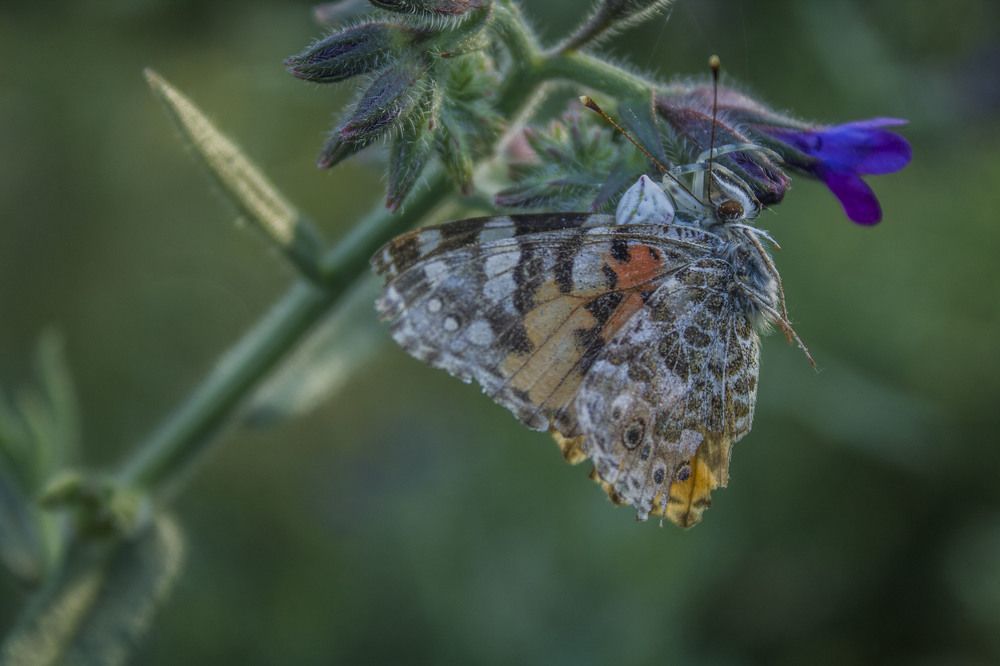 Photograph by iliya levkov