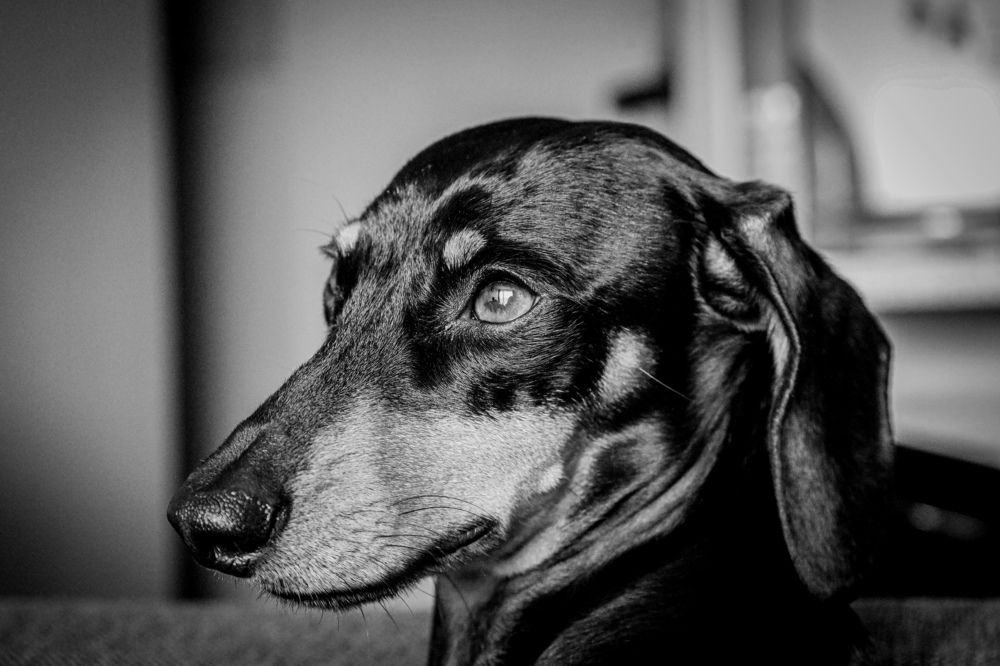 Photograph by Karla Makuc