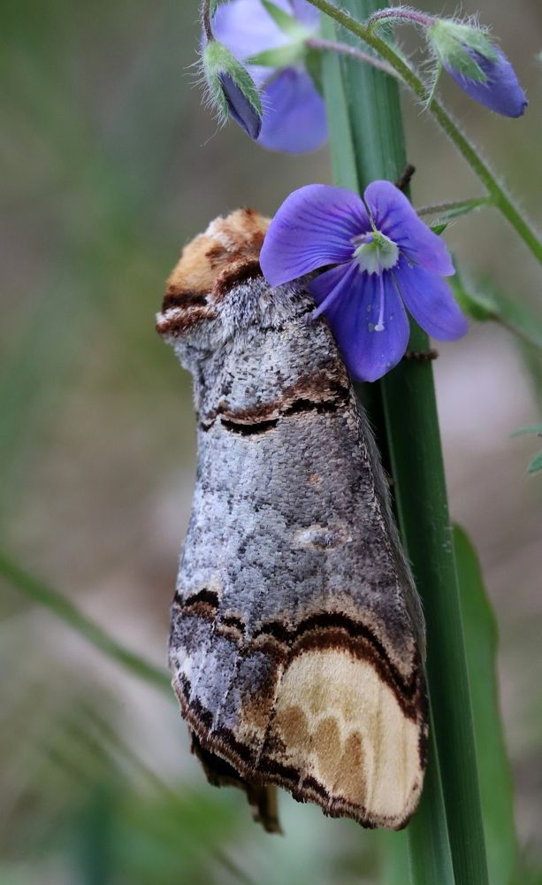 Photograph by елена