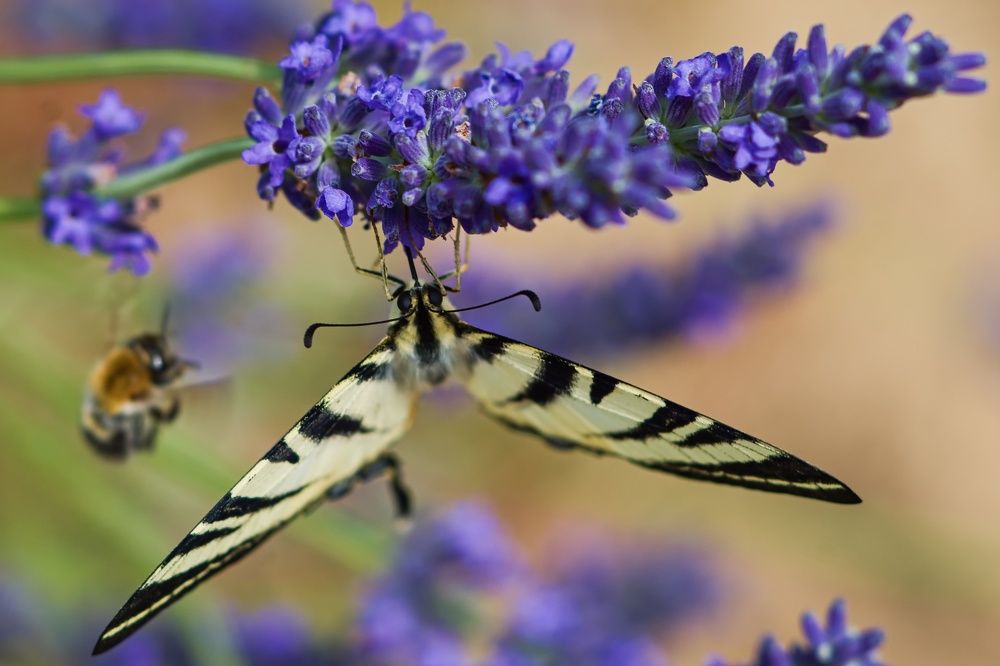 Photograph by Peter Pochyly