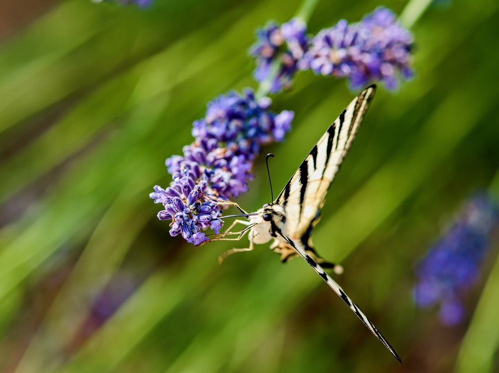 Photograph by Peter Pochyly