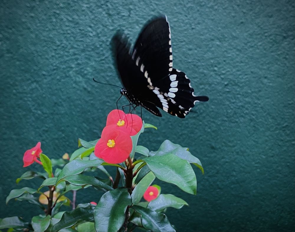 Photograph by Naveena Wimalarathne