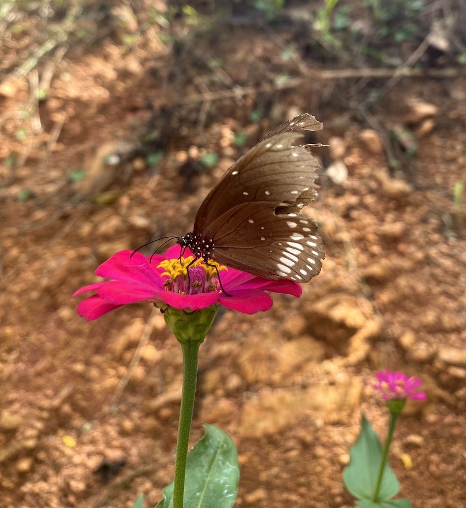 Photograph by Naveena Wimalarathne