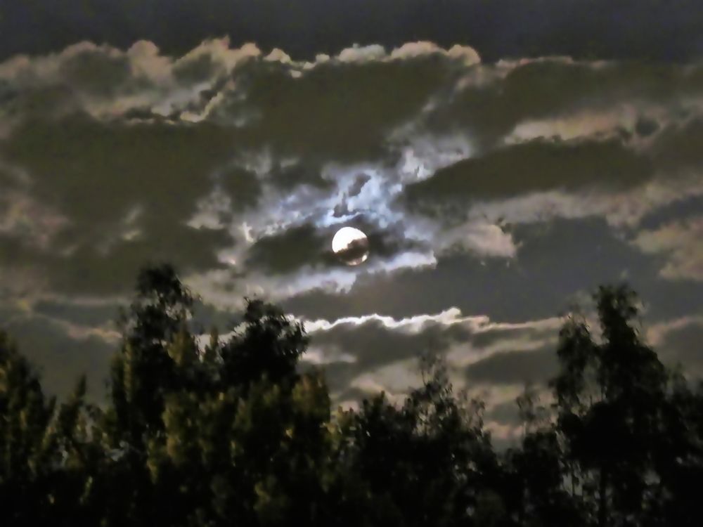 Moon, trees and clouds