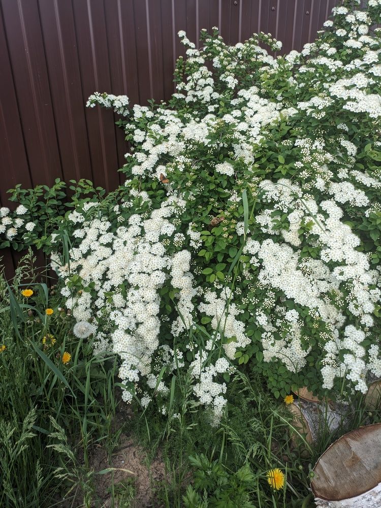 Photograph by Светлана Мишенёва