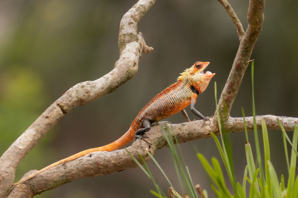 Photograph by Nijas Mohamed