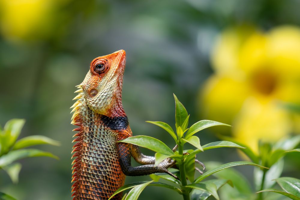 Photograph by Nijas Mohamed