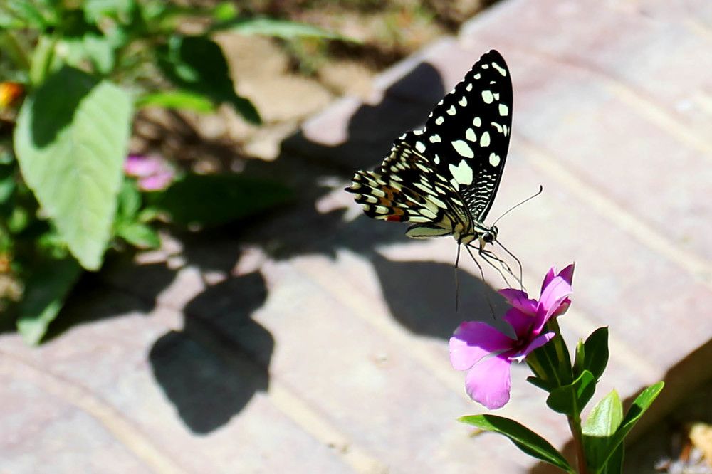 Photograph by mehdi karimi souderjani