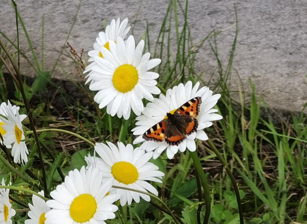 Photograph by Елена