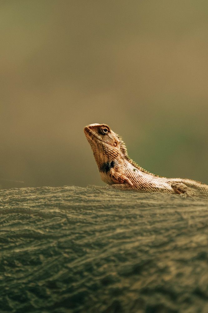 Фотография автора Arpit Dhore