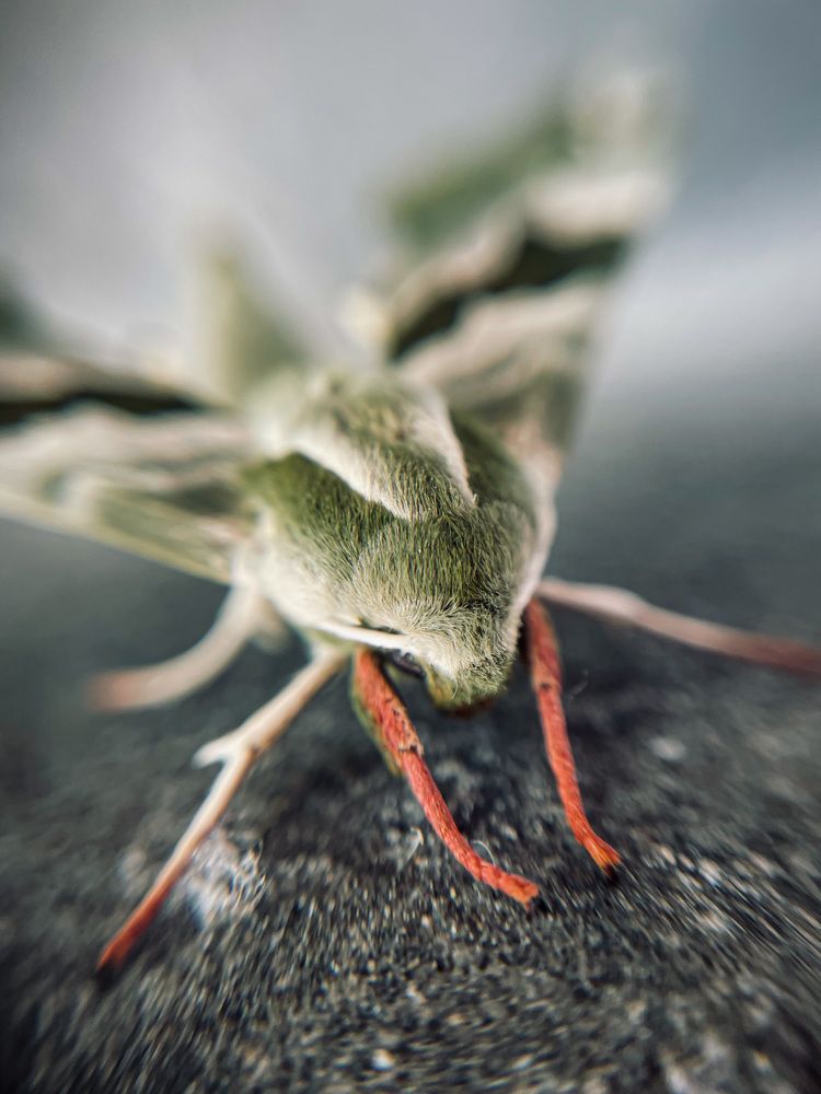 Photograph by Марина Тверитнева