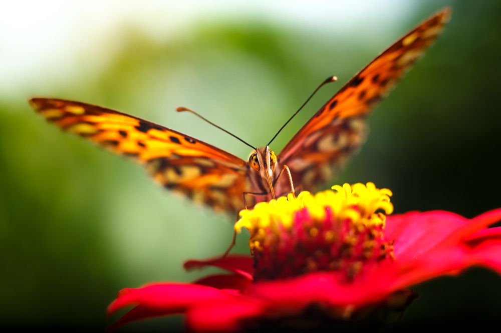 Фотография автора Gabriel de Araujo Almeida