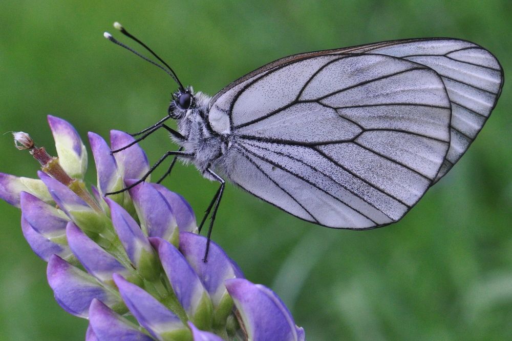 Photograph by Игорь Двойных